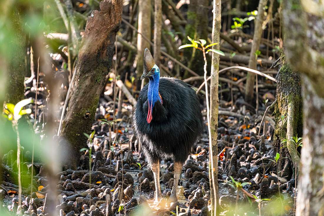 A wild Cassowary in the Daintree Rainforest in Far North Queensland, Australia