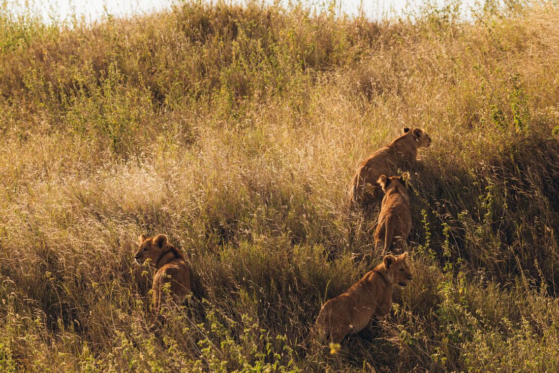 Lion cubs trail after their mother in the suntouched grasses of the Serengeti