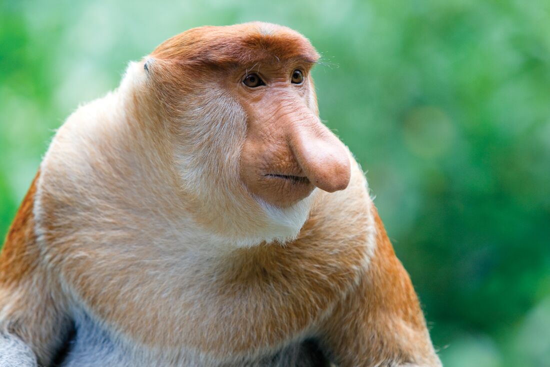 Spot a proboscus monkey amongst the trees