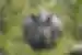 HNPN - Rhino spotting at Chitwan National park safari