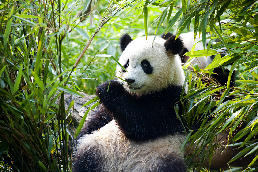 china panda giant bamboo
