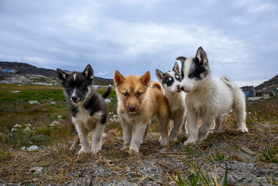 Husky puppies from the Ilulissat community