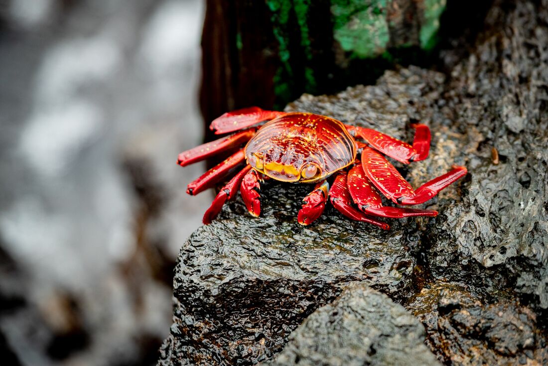 Bright red and orange Sally Lightfoot Crab in the Galapagos
