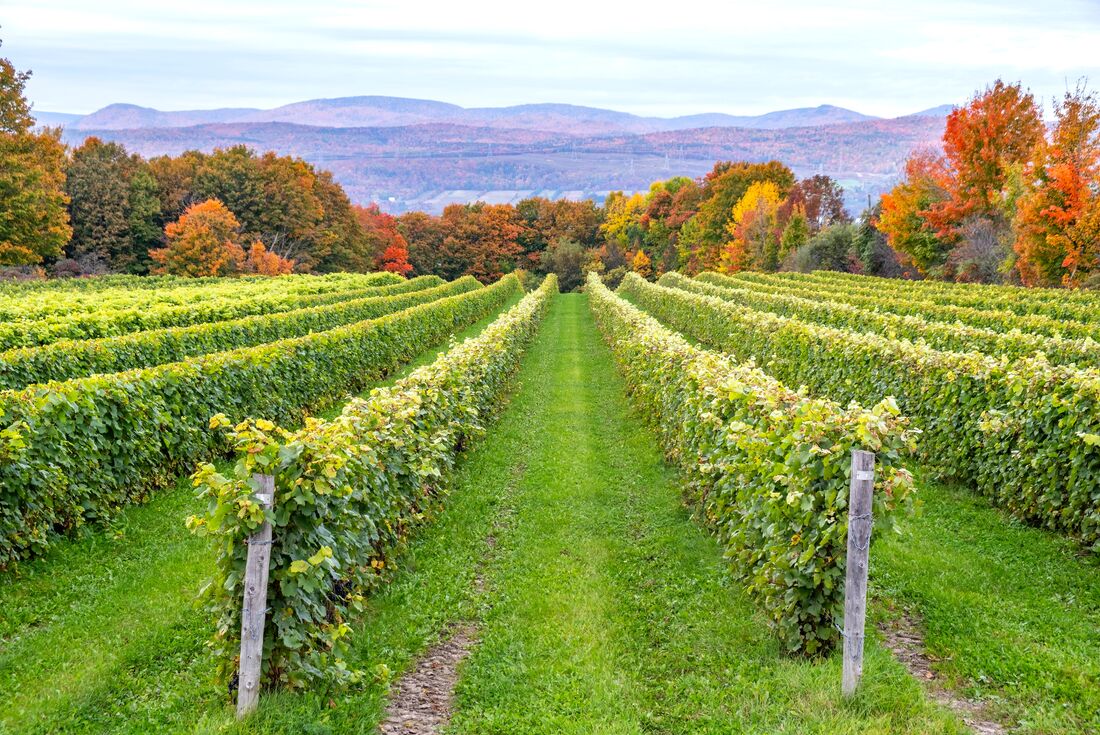 Grapevines lined up in vineyard with mountain view in background in Ile Dorlean, Quebec, Canada