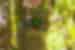 Resplendant Quetzal nesting in a tree