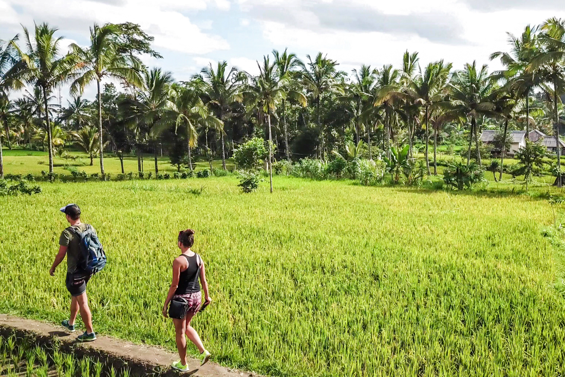 Intrepid travellers tour the rice paddy fields of Tetebatu dotted with palm trees in Lombok, Indonesia