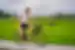 A father and son happily cycling through rice fields in Ubud, a small town in the Bali province, Indonesia