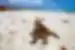 Marine iguana sunbathing on beach, Galapagos Islands