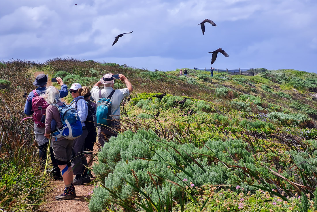 Black cockatoos take off over coastal shrub on the Bibbulmun Track in Western Australia