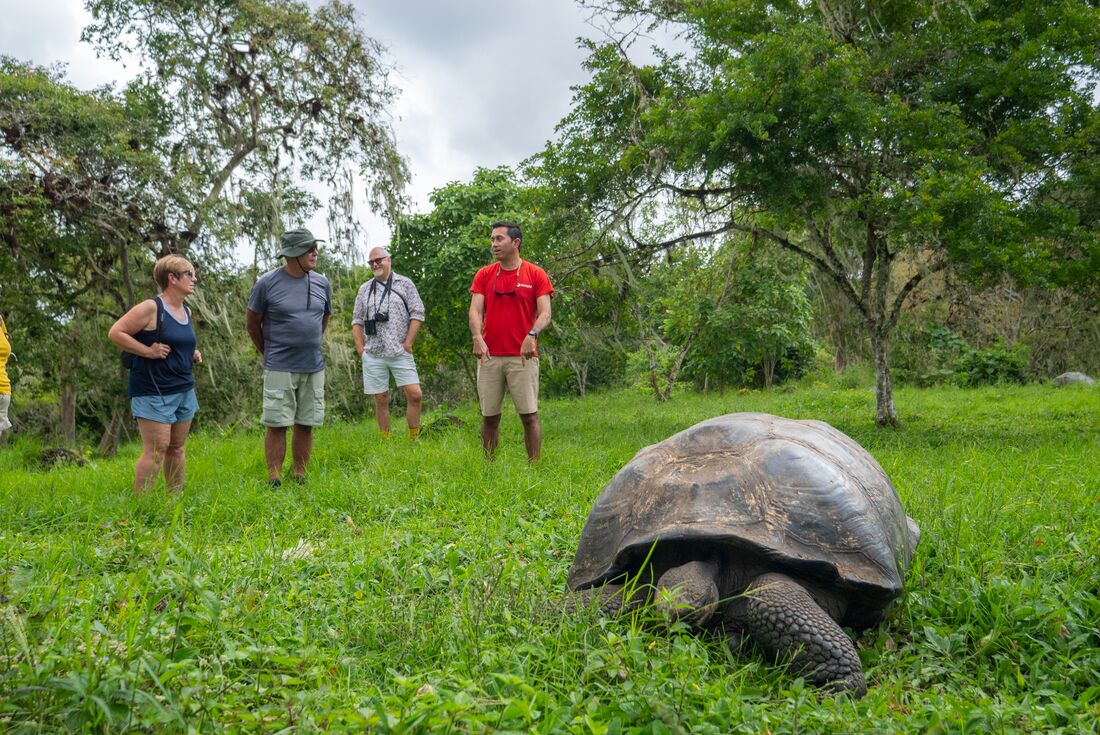 Leader gives a talk to travellers with a giant tortoise eating wild grasses in the foreground in the Santa Cruz Highlands