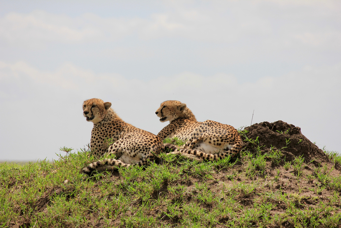 Intrepid Travel Tanzania Serengeti National Park wildlife cheetah