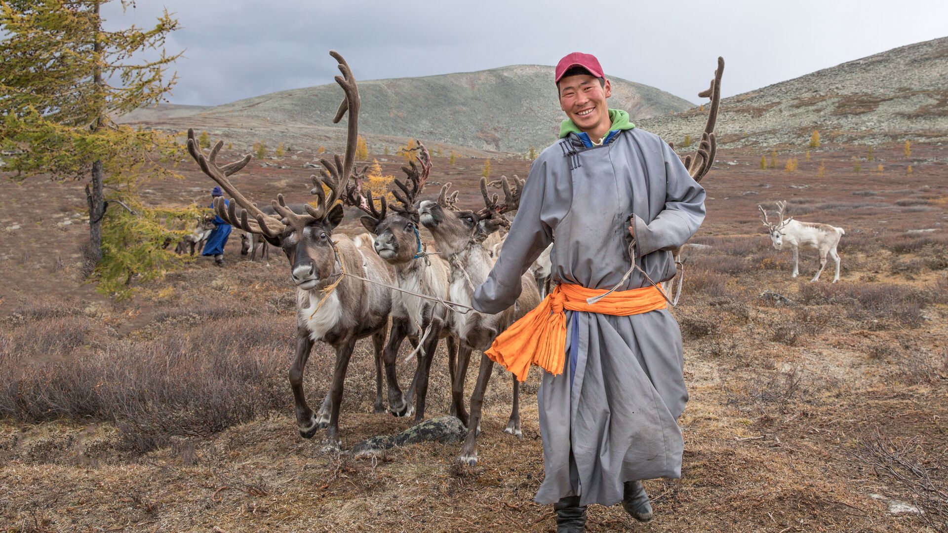 A man herding reindeer in Mongolia