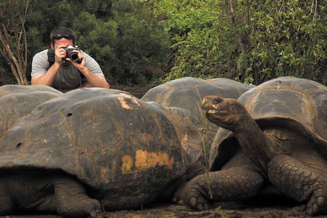 Traveller taking a photo of a giant tortoise in Galapagos, Ecuador