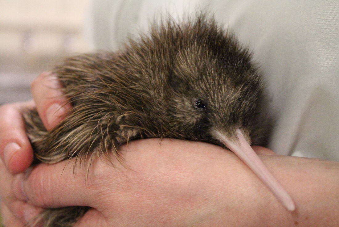 Baby kiwi at the Wild Kiwi Backstage experience