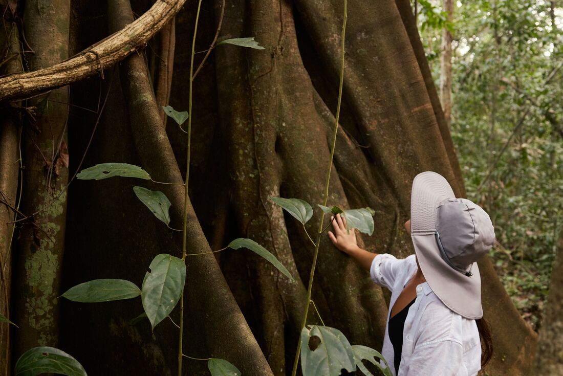 Intrepid traveller examines plant life at the foot of a huge Amazon tree in Peru
