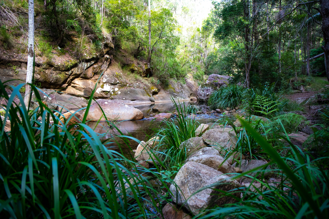 River in the rainforests of the Scenic Rim Trail