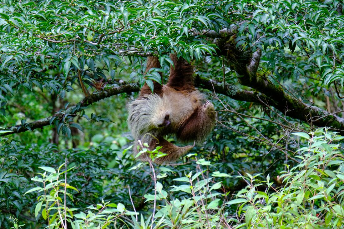 Two toed sloth in the treetops of La Fortuna