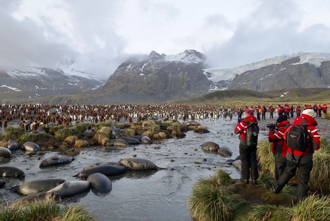 An absolute flood of King Penguins to greet you at Gold Harbour, South Georgia